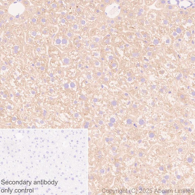Immunohistochemistry (Formalin/PFA-fixed paraffin-embedded sections) - Anti-FGL1 antibody [EPR29715-38] (AB324309)