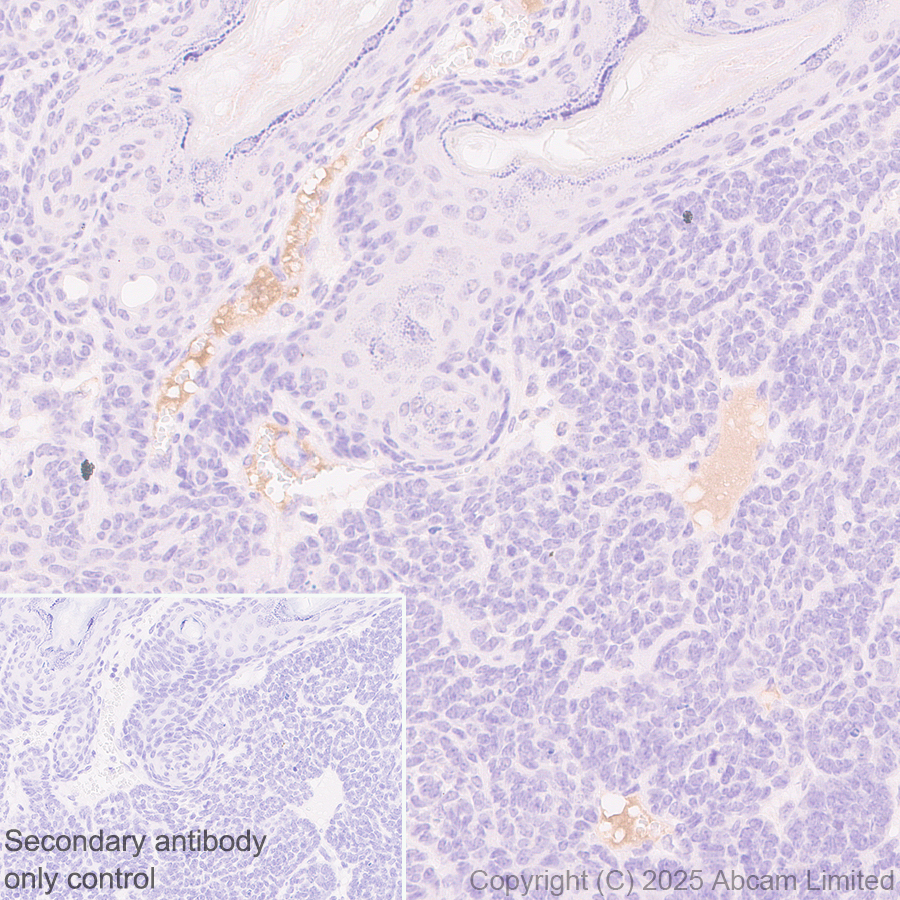Immunohistochemistry (Formalin/PFA-fixed paraffin-embedded sections) - Anti-FGL1 antibody [EPR29715-38] (AB324309), expandable thumbnail
