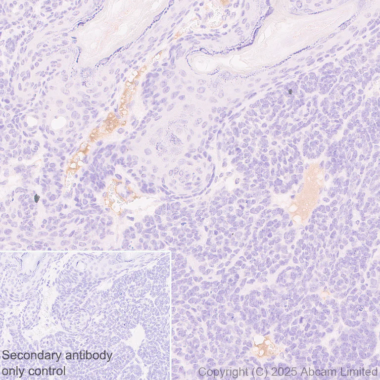 Immunohistochemistry (Formalin/PFA-fixed paraffin-embedded sections) - Anti-FGL1 antibody [EPR29715-38] (AB324309)