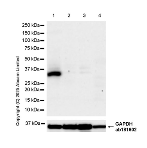 Western blot - Anti-FGL1 antibody [EPR29715-38] (ab324309), expandable thumbnail