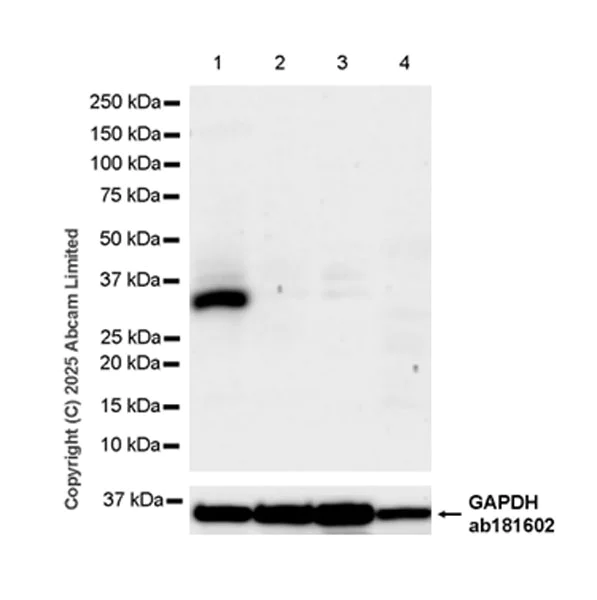Western blot - Anti-FGL1 antibody [EPR29715-38] (AB324309)