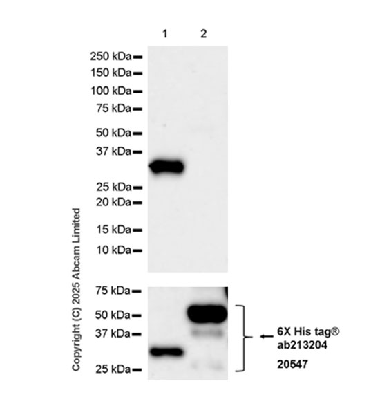 Western blot - Anti-FGL1 antibody [EPR29715-38] (AB324309), expandable thumbnail