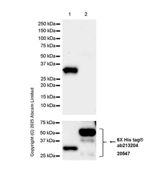 Western blot - Anti-FGL1 antibody [EPR29715-38] (AB324309)