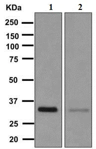 Western blot - Anti-FGL1 antibody [EPR9936] (AB168373)