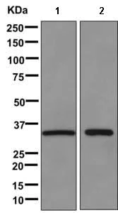 Western blot - Anti-FGL1 antibody [EPR9937] - BSA and Azide free (AB249593)