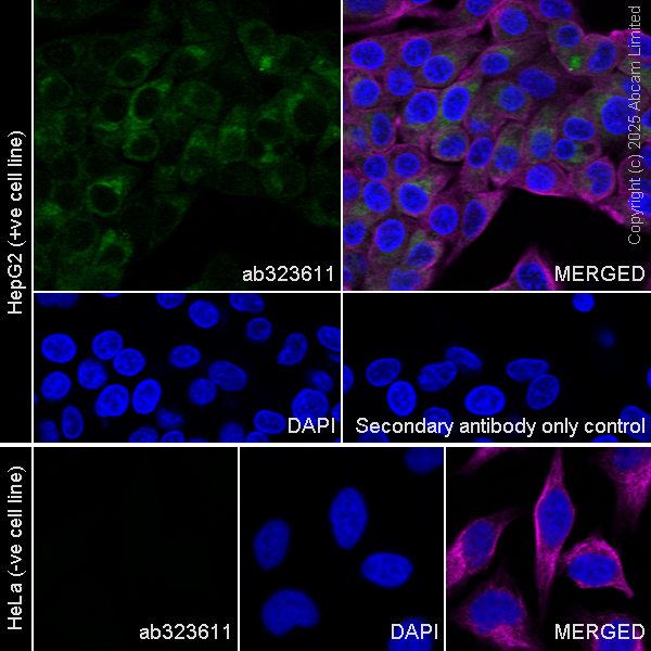 Immunocytochemistry/ Immunofluorescence - Anti-FGL1 antibody  [RM1297] (ab323611), expandable thumbnail