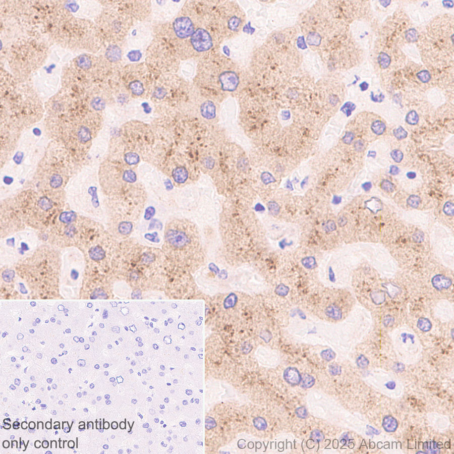 Immunohistochemistry (Formalin/PFA-fixed paraffin-embedded sections) - Anti-FGL1 antibody  [RM1297] (AB323611), expandable thumbnail