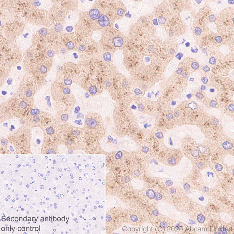 Immunohistochemistry (Formalin/PFA-fixed paraffin-embedded sections) - Anti-FGL1 antibody [RM1297] (AB323611)