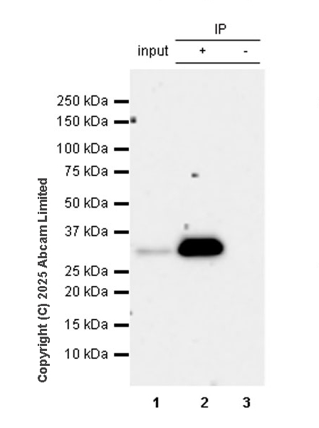 Immunoprecipitation - Anti-FGL1 antibody  [RM1297] (AB323611), expandable thumbnail