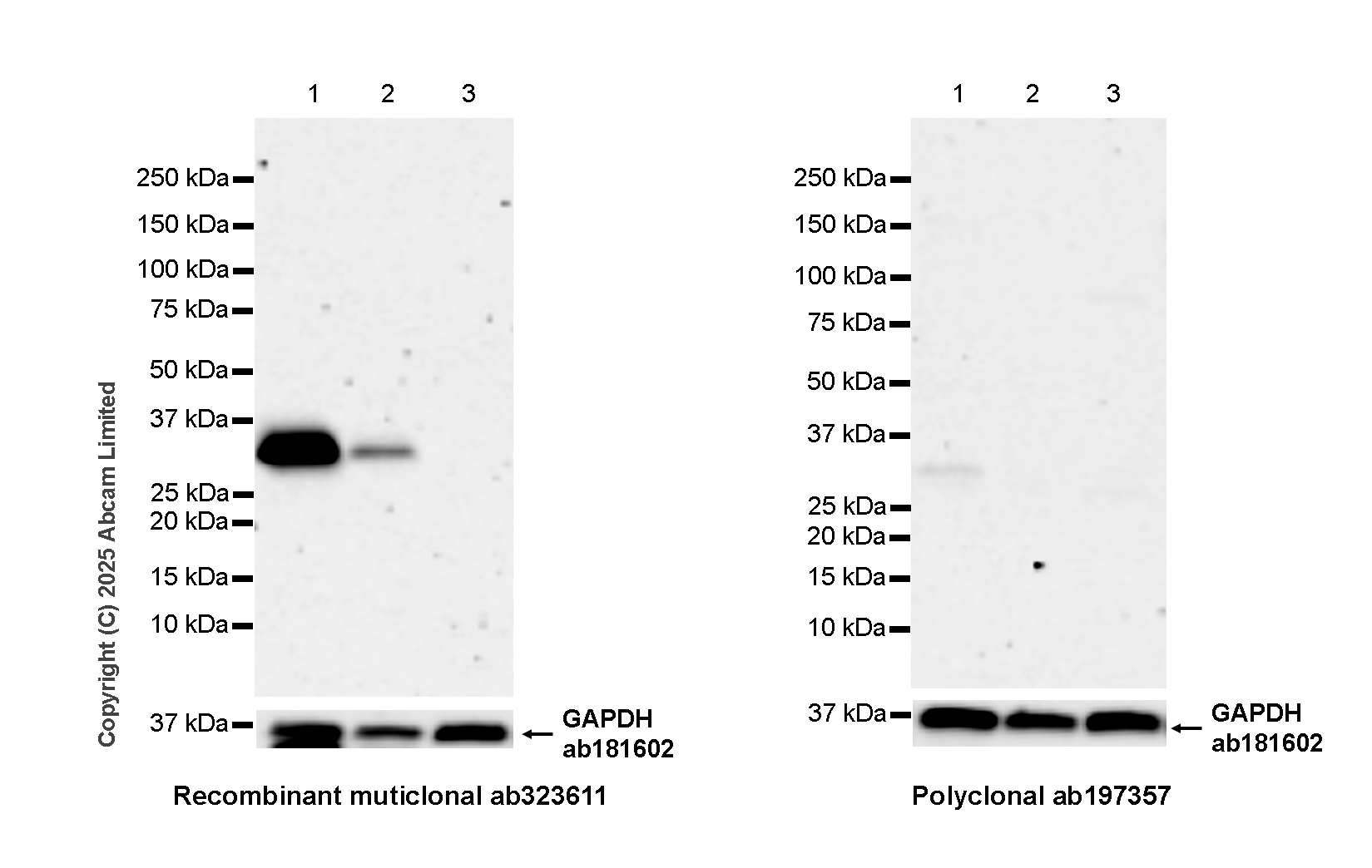 Western blot - Anti-FGL1 antibody  [RM1297] (ab323611), expandable thumbnail