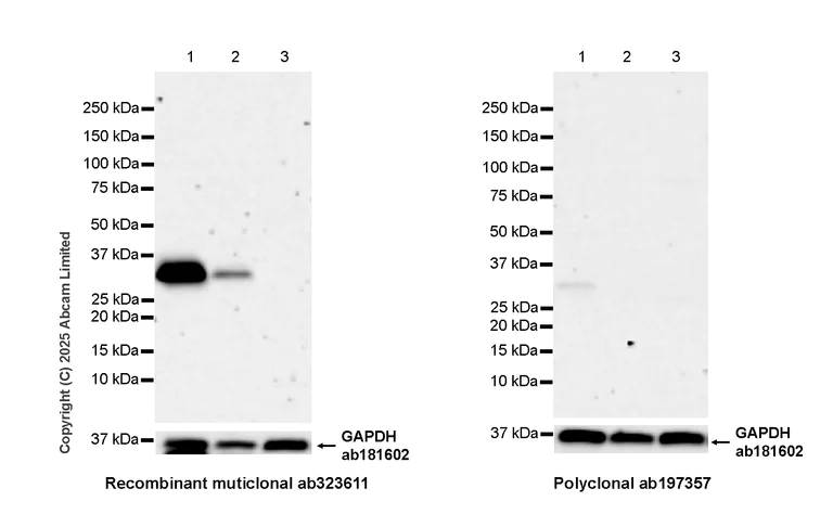 Western blot - Anti-FGL1 antibody [RM1297] (AB323611)