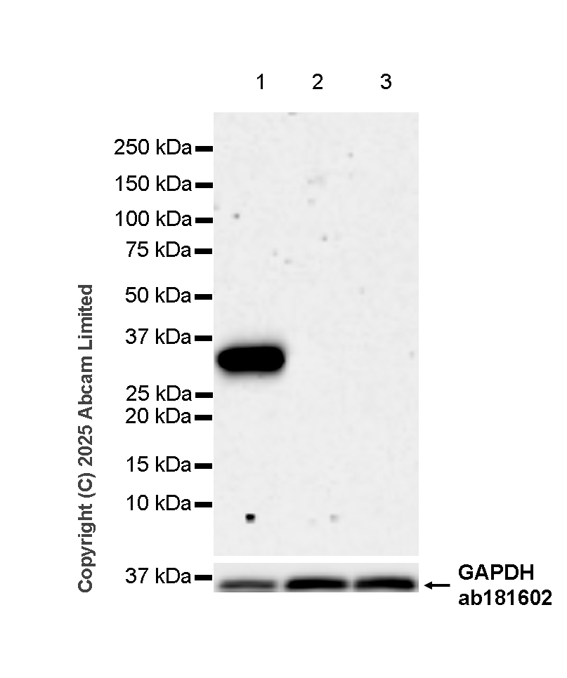 Western blot - Anti-FGL1 antibody  [RM1297] (ab323611), expandable thumbnail