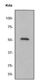Western blot - Anti-FGR antibody [EPR3171] (AB133349)