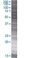 SDS-PAGE - FGR overexpression 293T lysate (whole cell) (AB94154), expandable thumbnail