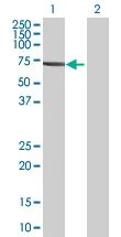 Western blot - FGR overexpression 293T lysate (whole cell) (AB94154)