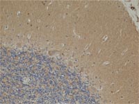 Immunohistochemistry (Formalin/PFA-fixed paraffin-embedded sections) - Anti-FH/Fumarase antibody [8F12BB5] (AB110286), expandable thumbnail