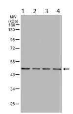 Western blot - Anti-FH/Fumarase antibody (AB95947)