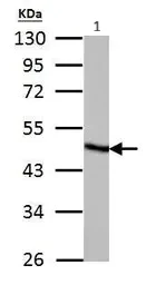 Western blot - Anti-FH/Fumarase antibody (AB95947)