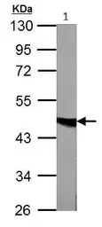 Western blot - Anti-FH/Fumarase antibody (AB95947)