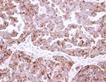 Immunohistochemistry (Formalin/PFA-fixed paraffin-embedded sections) - Anti-FH/Fumarase antibody (AB95950), expandable thumbnail