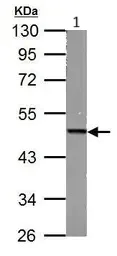 Western blot - Anti-FH/Fumarase antibody (AB95950)