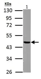 Western blot - Anti-FH/Fumarase antibody (AB95950)