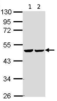 Western blot - Anti-FH/Fumarase antibody (AB95950)