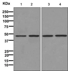 Western blot - Anti-FH/Fumarase antibody [EPR11648] - BSA and Azide free (AB249667)