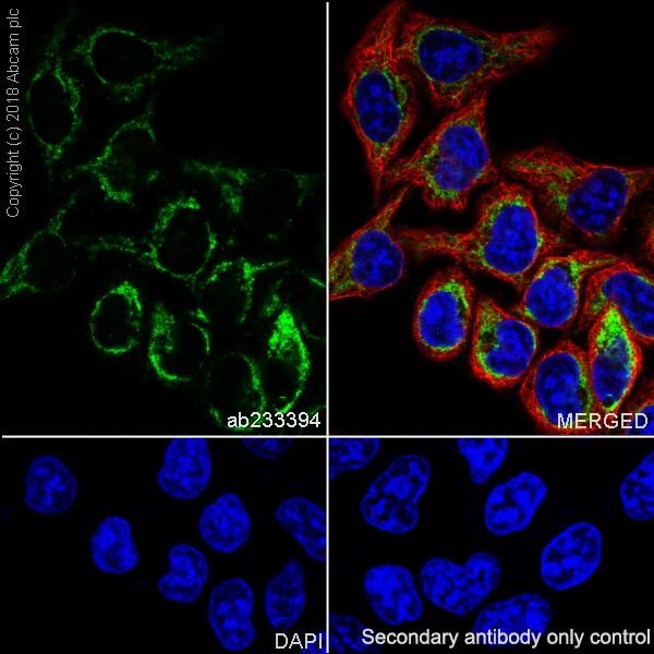 Immunocytochemistry/ Immunofluorescence - Anti-FH/Fumarase antibody [EPR21104] (AB233394)