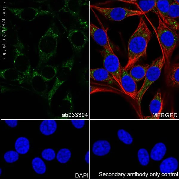 Immunocytochemistry/ Immunofluorescence - Anti-FH/Fumarase antibody [EPR21104] (AB233394)