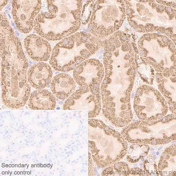 Immunohistochemistry (Formalin/PFA-fixed paraffin-embedded sections) - Anti-FH/Fumarase antibody [EPR21104] (AB233394)