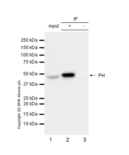 Immunoprecipitation - Anti-FH/Fumarase antibody [EPR21104] (AB233394)