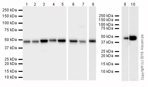 Western blot - Anti-FH/Fumarase antibody [EPR21104] (AB233394)