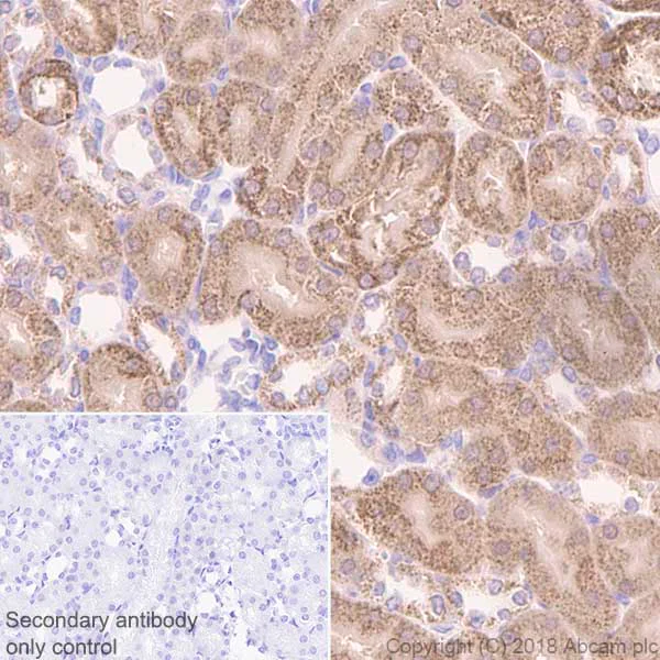 Immunohistochemistry (Formalin/PFA-fixed paraffin-embedded sections) - Anti-FH/Fumarase antibody [EPR21105] (AB233393)