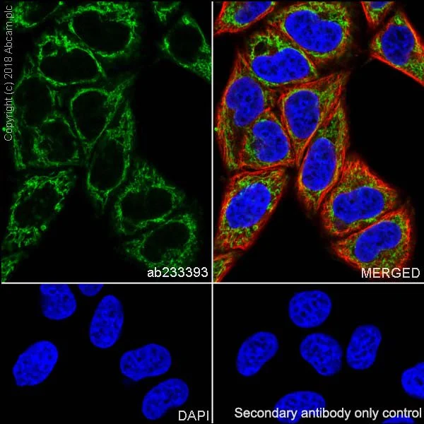 Immunocytochemistry/ Immunofluorescence - Anti-FH/Fumarase antibody [EPR21105] - BSA and Azide free (AB234907)