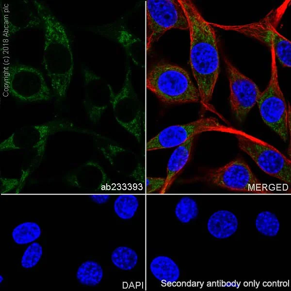 Immunocytochemistry/ Immunofluorescence - Anti-FH/Fumarase antibody [EPR21105] - BSA and Azide free (AB234907)