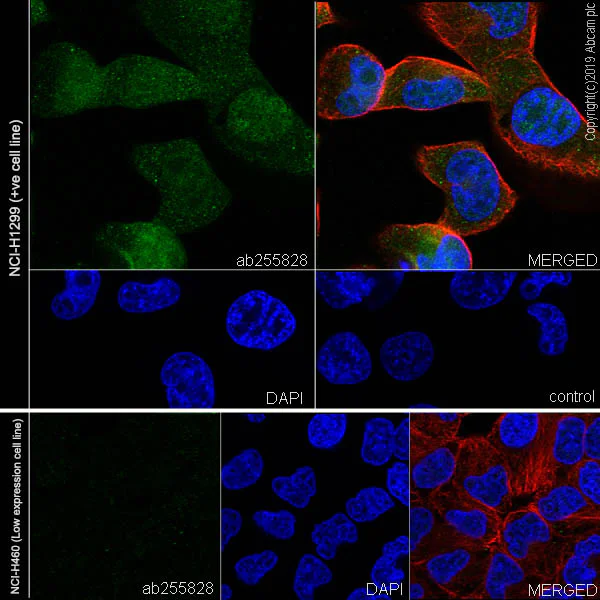 Immunocytochemistry/ Immunofluorescence - Anti-FHL1 antibody [EPR22842-95] (AB255828)