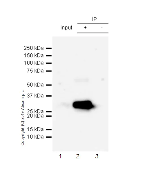 Immunoprecipitation - Anti-FHL1 antibody [EPR22842-95] (AB255828)