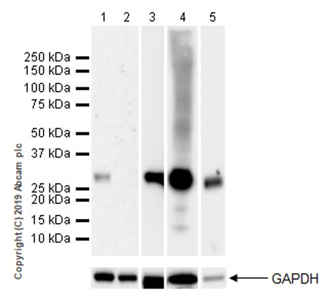 Western blot - Anti-FHL1 antibody [EPR22842-95] (AB255828)