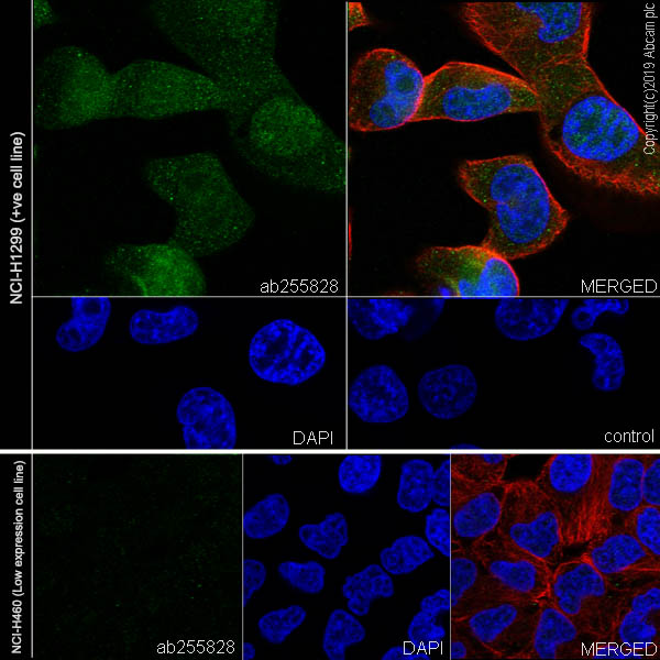 Immunocytochemistry/ Immunofluorescence - Anti-FHL1 antibody [EPR22842-95] - BSA and Azide free (AB256551), expandable thumbnail