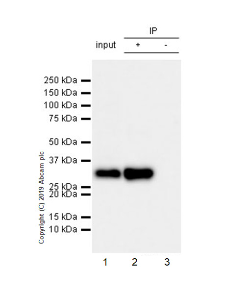 Immunoprecipitation - Anti-FHL1 antibody [EPR22842-95] - BSA and Azide free (AB256551), expandable thumbnail