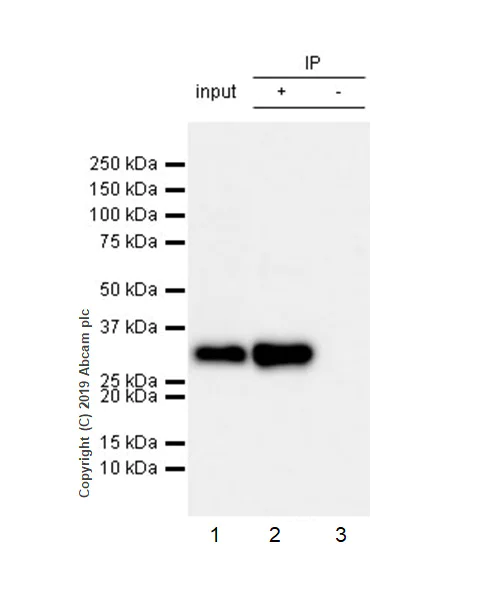 Immunoprecipitation - Anti-FHL1 antibody [EPR22842-95] - BSA and Azide free (AB256551)