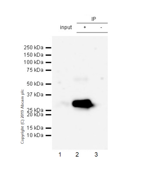 Immunoprecipitation - Anti-FHL1 antibody [EPR22842-95] - BSA and Azide free (AB256551), expandable thumbnail