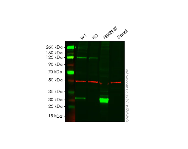 Western blot - Anti-FHL1 antibody [EPR22842-95] - BSA and Azide free (AB256551)