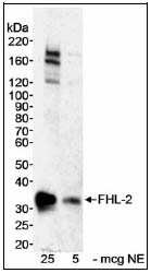 Western blot - Anti-FHL2 antibody (AB12327)