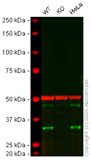 Western blot - Anti-FHL2 antibody (AB12327)