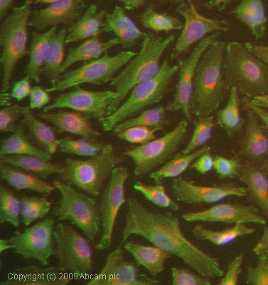 Immunocytochemistry/ Immunofluorescence - Anti-FHL2 antibody (AB12328)
