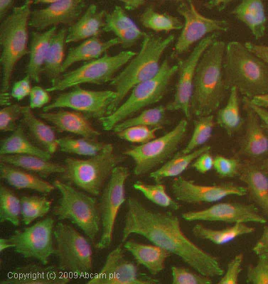 Immunocytochemistry/ Immunofluorescence - Anti-FHL2 antibody (AB12328)