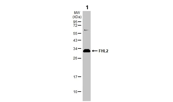 Western blot - Anti-FHL2 antibody (AB137477)