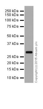 Western blot - Anti-FHL2 antibody [EPR17860-20] (AB202584)